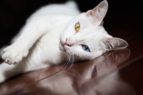Khao Manee Cat Breed Information & Characteristics .